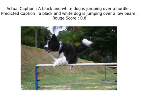 Dog jumping over hurdle with ground-truth and predicted captions
